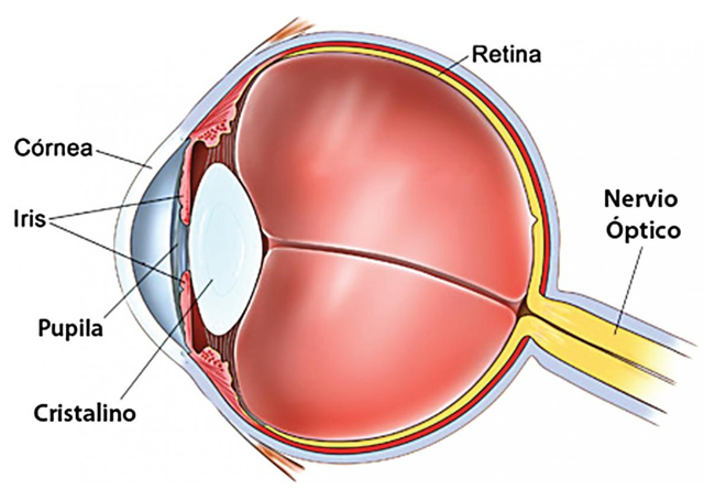 el cristalino del ojo circular o (I) – Instituto Oftalmológico